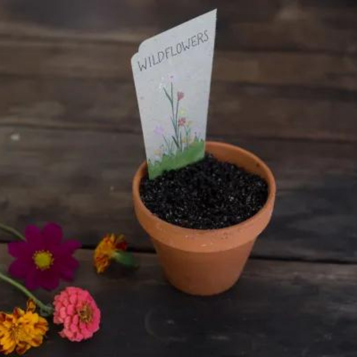 Wildflowers Gift of Seeds (Australia Only)